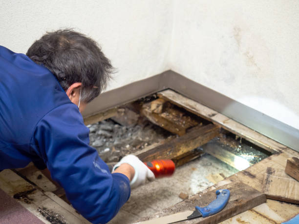 Mold Testing and Removal in Palm Shores, FL