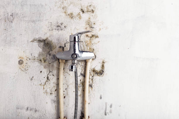 Best Office Mold Removal Services  in Palm Shores, FL