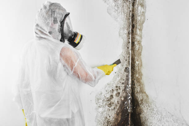 Best Attic Mold Removal  in Palm Shores, FL