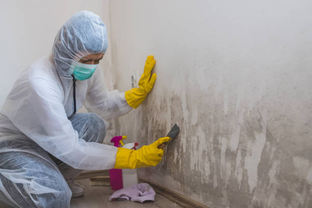 Best Toxic Mold Removal  in Palm Shores, FL