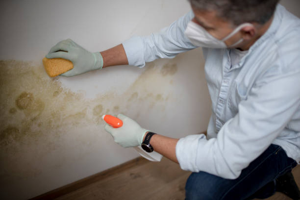 Professional Mold Removal in Palm Shores, FL