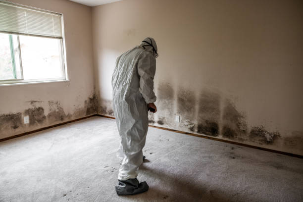 Best Commercial Mold Removal  in Palm Shores, FL