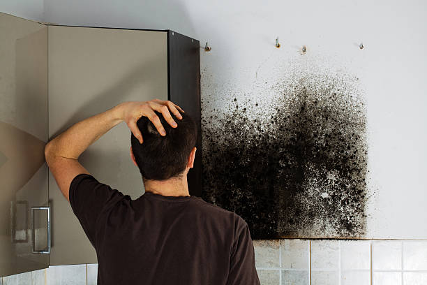 Professional Mold Removal in Palm Shores, FL